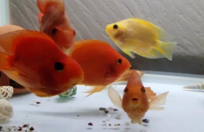 鹦鹉鱼的养殖方法,兑水温和水质要求高