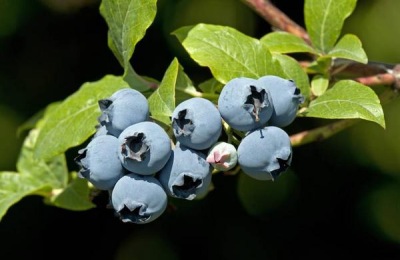 山东日照有哪些特产？这些不容错过