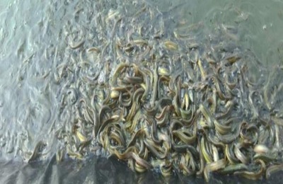 什么品种的红鲤鱼苗好