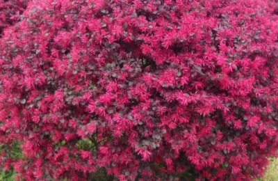 红花继木的种植技术,在微酸性土壤中生长良好