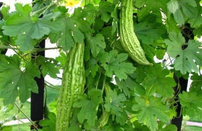 苦瓜苗的价格是多少？苦瓜育苗移栽好还是直播好