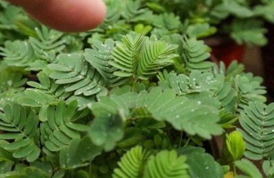 含羞草有没有毒,毒性主要源于含羞草碱