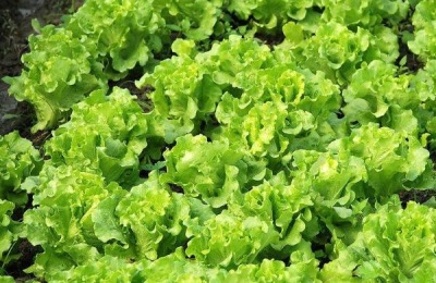 夏天广州种什么菜好？这些蔬菜长得又好又快