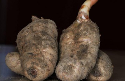 一株空心菜苗的价格是多少？空心菜有什么