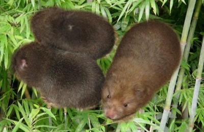 一棵铃兰苗多少钱?如何培育