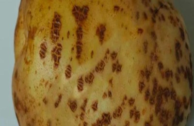 土豆常见病害及防治方法