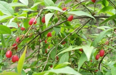 脆桃有几个品种?哪个品种好吃