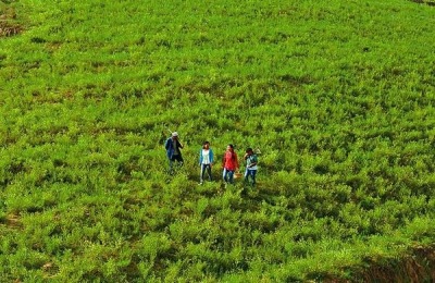 青海种什么药材最赚钱