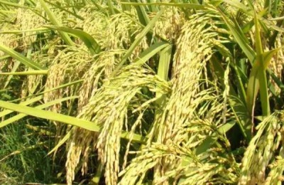 鸿鹏158水稻品种介绍,适合哪里种植,产量如何