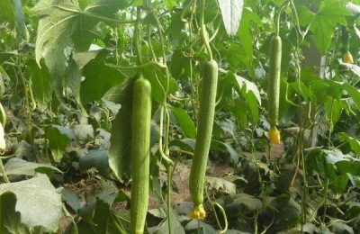 丝瓜一年四季都可以种吗,附种植方法
