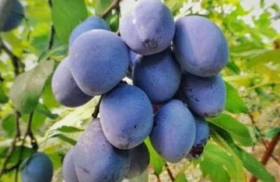 梅子的产地在哪里?梅子有哪些品种可以种植