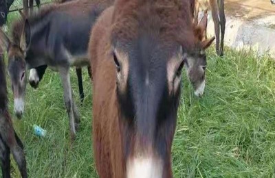 养10头肉驴一年多少利润