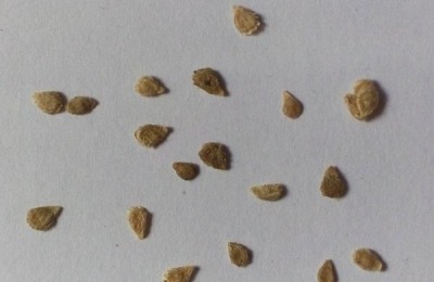 越冬茬番茄利润高，种植越冬茬番茄需要注意什么