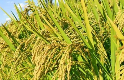 绿达181水稻品种介绍