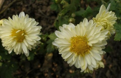 雏菊有哪些品种？这七种观赏价值高