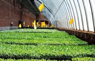 一株紫花椰菜苗多少钱?分析紫花椰菜种植成本和利润