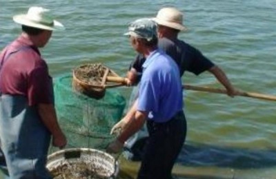 中国常见的海虾品种有哪些