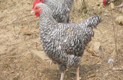 芦花鸡一斤多少钱?养100只芦花鸡要多少钱