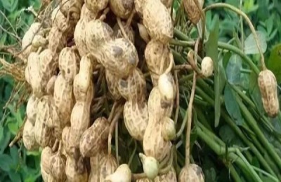 花生如何种植产量高