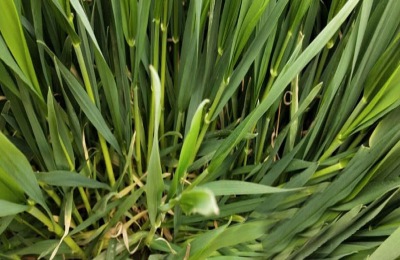 小麦拔节期在几月份