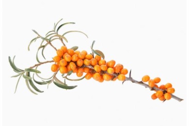 介绍沙棘的主要优良品种