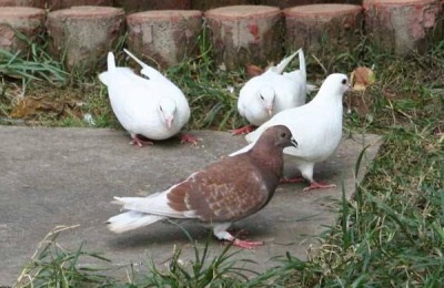 鸽子分布在哪里？鸽子品种有哪些