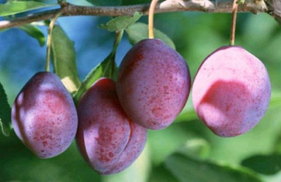 在农村养牛好吗？养10头母牛要多少钱？一年能赚多少钱