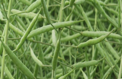 额尔古纳市有哪些特产