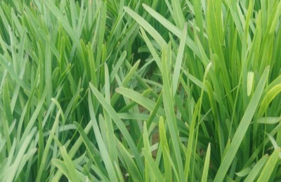 韭菜不旺上什么肥料
