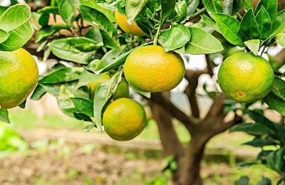 果园里有什么水果