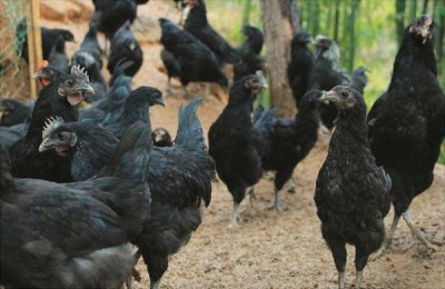 乌骨鸡一斤多少钱?乌骨鸡养殖的人为什么少