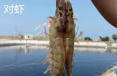 对虾和明虾的区别