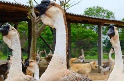 养鹅1000只投资多少?一亩温室能养多少只鹅