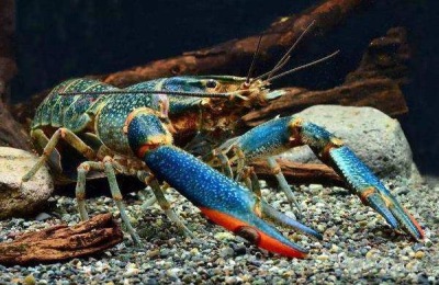 巨型淡水龙虾一斤多少钱?巨型淡水龙虾养殖前景分析