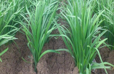 种植韭菜黄遇虫害有哪些科学防治措施