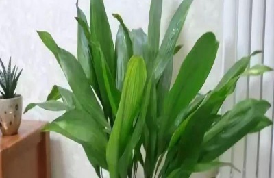 盆栽一叶兰怎么养