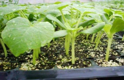 甜瓜的种植技术和后期,整枝方法