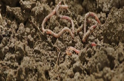 蚯蚓的销路是什么?蚯蚓的产量和利润如何