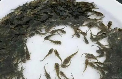 黄骨鱼养殖技术,兑水质有没有要求
