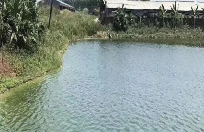 鱼塘溶氧过高的危害