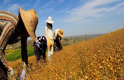 温室养殖最赚钱的是什么？这六个项目前景广阔