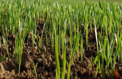 为什么中国不以同样的价格购买国际粮食