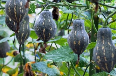 香芋南瓜种植技术和田间管理,生长周期多长