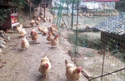 鸡舍消毒常见误区