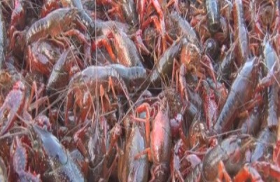 茶籽饼清塘对小龙虾有没有伤害