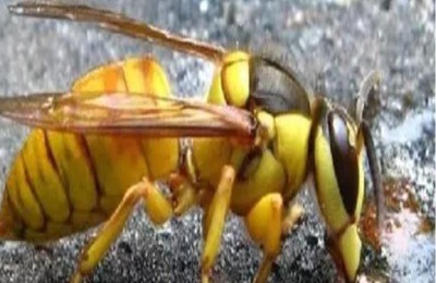 黑盾胡蜂是什么