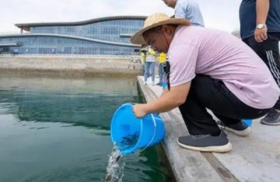 草鱼长什么样,怎么养长得快