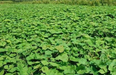 红薯的主要产地在哪里？有哪些品种