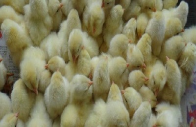 蛋鸡苗养殖技术要点