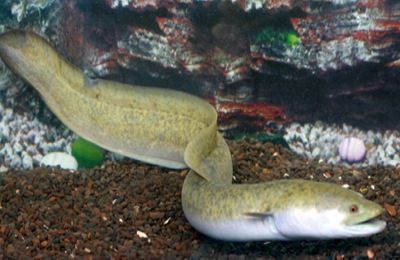 温室养殖鳗鱼的利润和成本是多少？如何降低养鳗鱼的成本